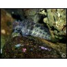 Salarias fasciatus
