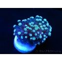 Euphyllia Cristata