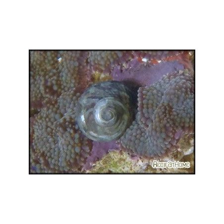 Turbo setosus