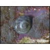 Turbo setosus