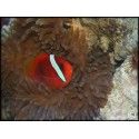 Amphiprion frenatus