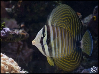 Zebrasoma desjardinii