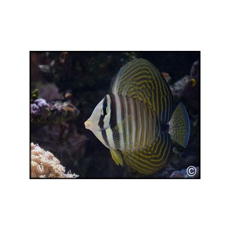 Zebrasoma desjardinii