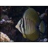 Zebrasoma desjardinii