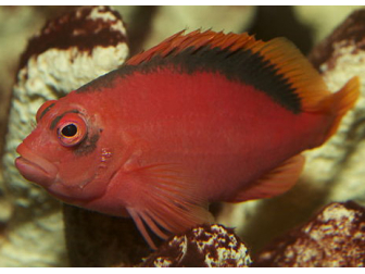 Neocirrhites armatus