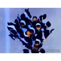 Amphiprion darwini M	Elevage Europe Portugual