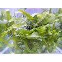 Caulerpa racemosa