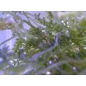 Caulerpa lentillifera