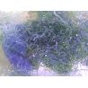 Chaetomorpha