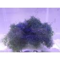 Chaetomorpha