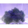 Chaetomorpha