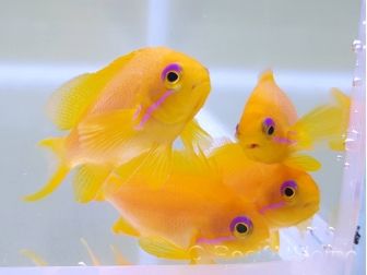 Anthias squamipinnis Elevage France EcoReef signature CB 
