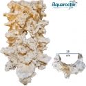 Reef Scene Courbe