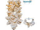 Reef Scene Courbe