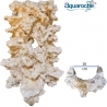 Reef Scene Courbe