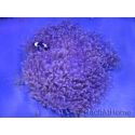 Heteractis magnifica L
