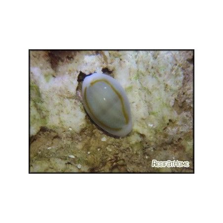 Cyprea annulus