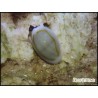 Cyprea annulus