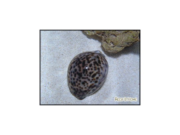 Cyprea tigris