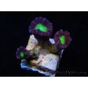 Caulastrea Ultra 