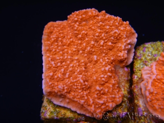 Montipora plateau rouge en taille S