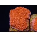 Montipora plateau rouge en taille S