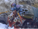 Odontodactylus scyllarus WYSIWYG