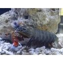 Odontodactylus scyllarus WYSIWYG