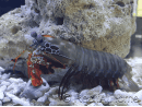 Odontodactylus scyllarus WYSIWYG