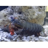 Odontodactylus scyllarus WYSIWYG