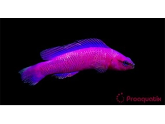Pseudochromis fridmani  Ultra Elevage PROAQUATIX
