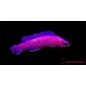 Pseudochromis fridmani  Ultra Elevage PROAQUATIX