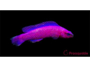 Pseudochromis fridmani  Ultra Elevage PROAQUATIX