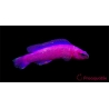 Pseudochromis fridmani  Ultra Elevage PROAQUATIX