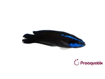 Pseudochromis springeri Proaquatix