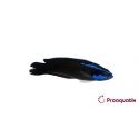 Pseudochromis springeri Proaquatix