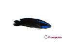 Pseudochromis springeri Proaquatix