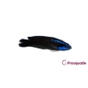 Pseudochromis springeri Proaquatix