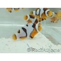 Amphiprion Onyx Picasso SM Elevage USA PROAQUATIX