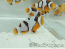 Amphiprion Onyx Picasso SM Elevage USA PROAQUATIX
