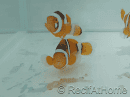 Amphiprion Percula - Sm Elevage USA PROAQUATIX