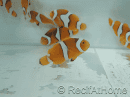Amphiprion Percula - Sm Elevage USA PROAQUATIX