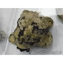 Cittarium pica