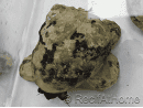 Cittarium pica