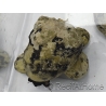 Cittarium pica
