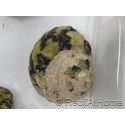 Cittarium pica