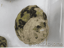 Cittarium pica
