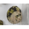 Cittarium pica