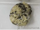 Cittarium pica