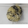 Cittarium pica